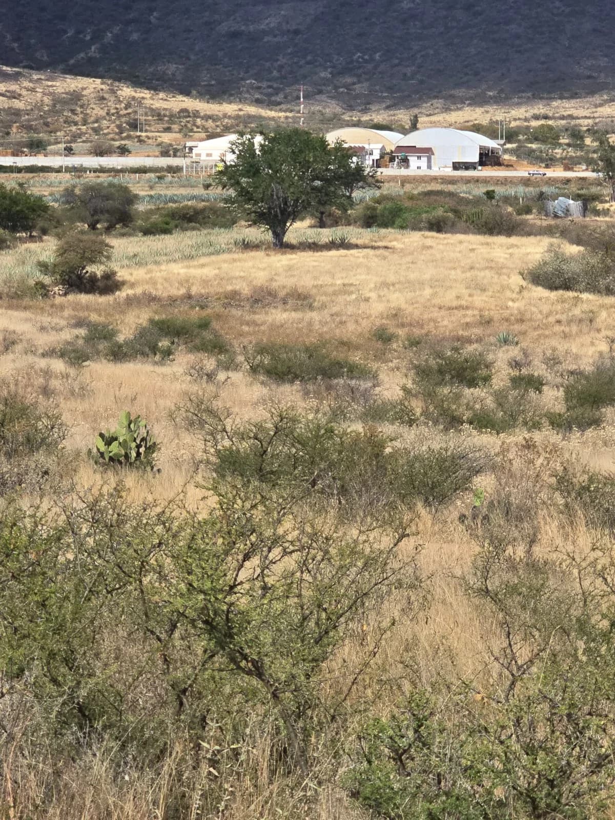 Terreno de 20,000 m² en venta en zona Mezcal Benevá (Fábrica) - Imagen 1