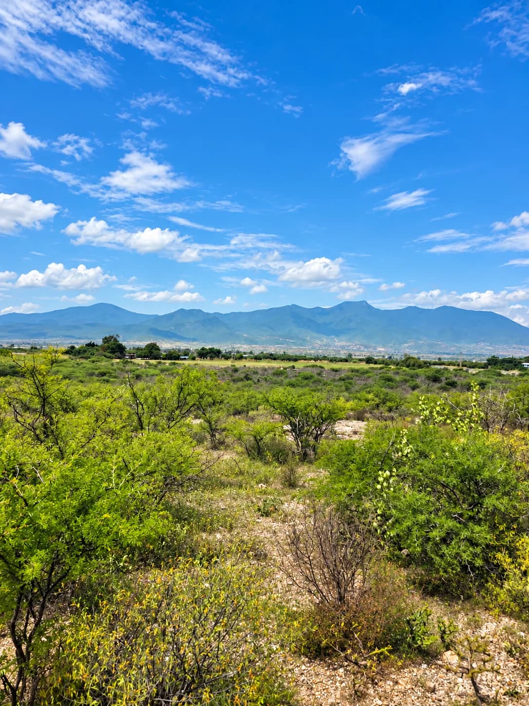Terreno de 10,000 m² en venta en Tanivé - Imagen 1